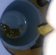One of our users records his large wife taking a sloppy, wet shit into a plastic bucket while sitting on a porta-potty type chair. She spreads her ass cheek to show us her dirty butt-hole. Finished product shown in bucket.